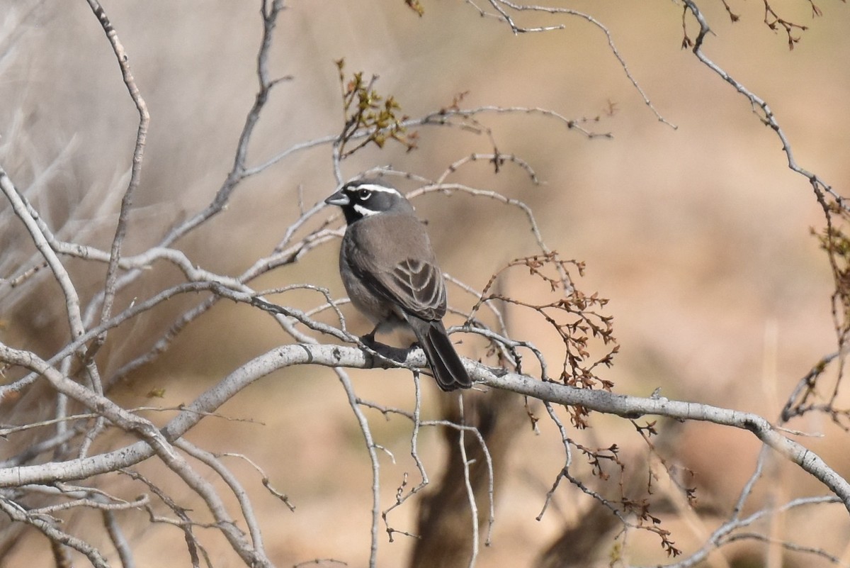 ノドグロヒメドリ - ML645978469