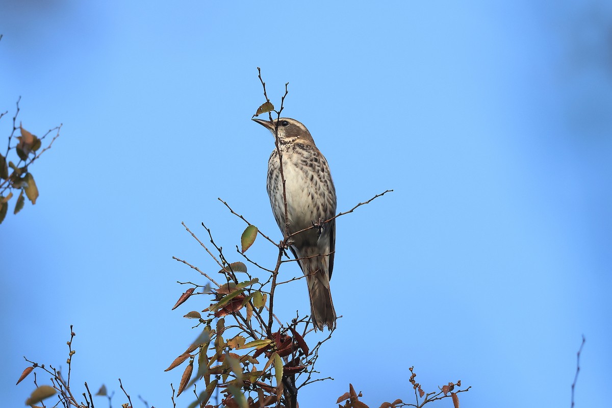 Хүрэн хөөндэй - ML645978488