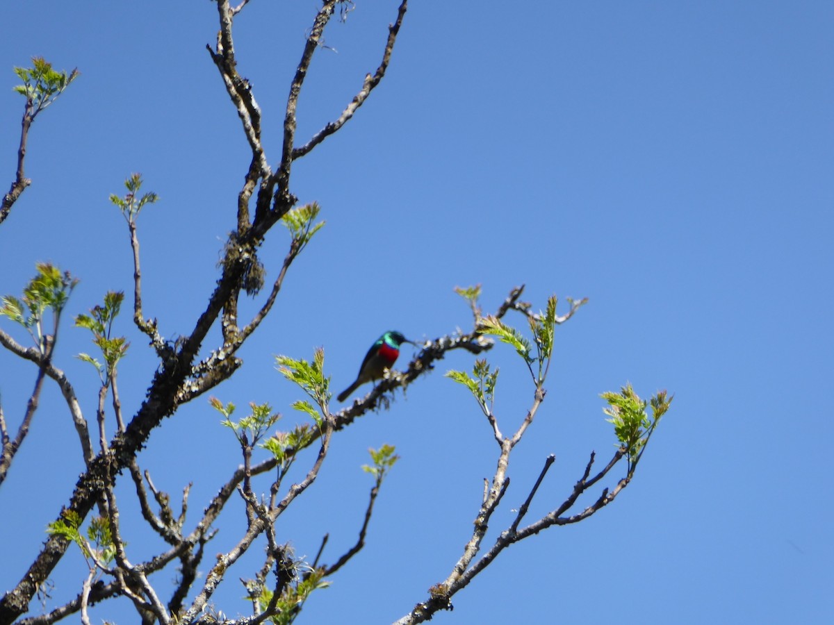 Greater Double-collared Sunbird - ML645978490