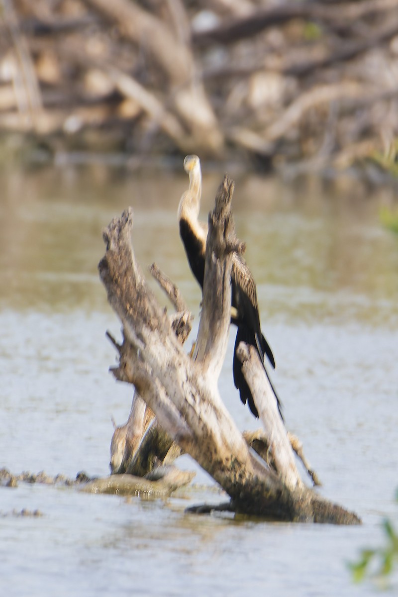 Oriental Darter - ML645978494
