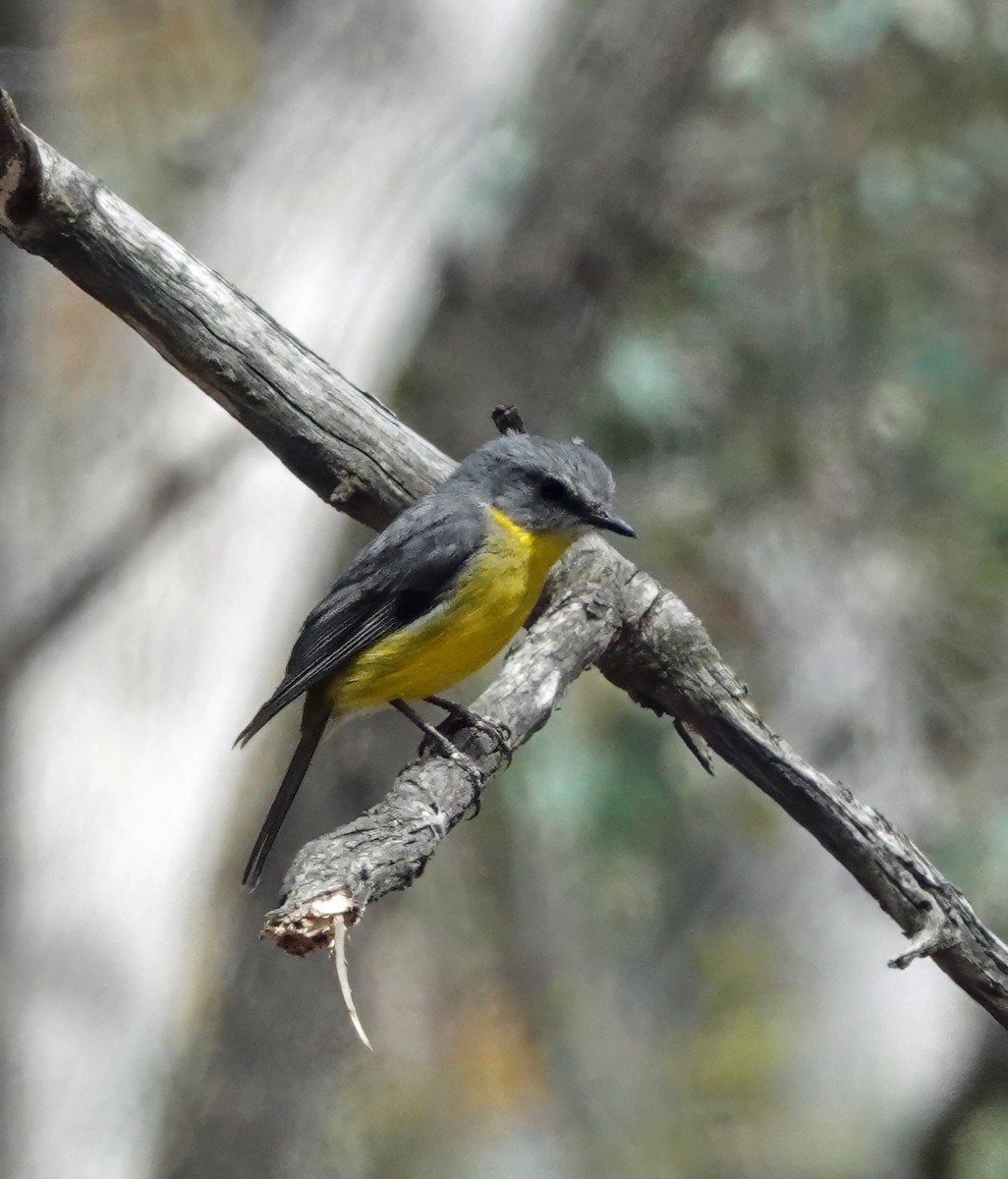 Doğulu Sarı Bülbül - ML645978501