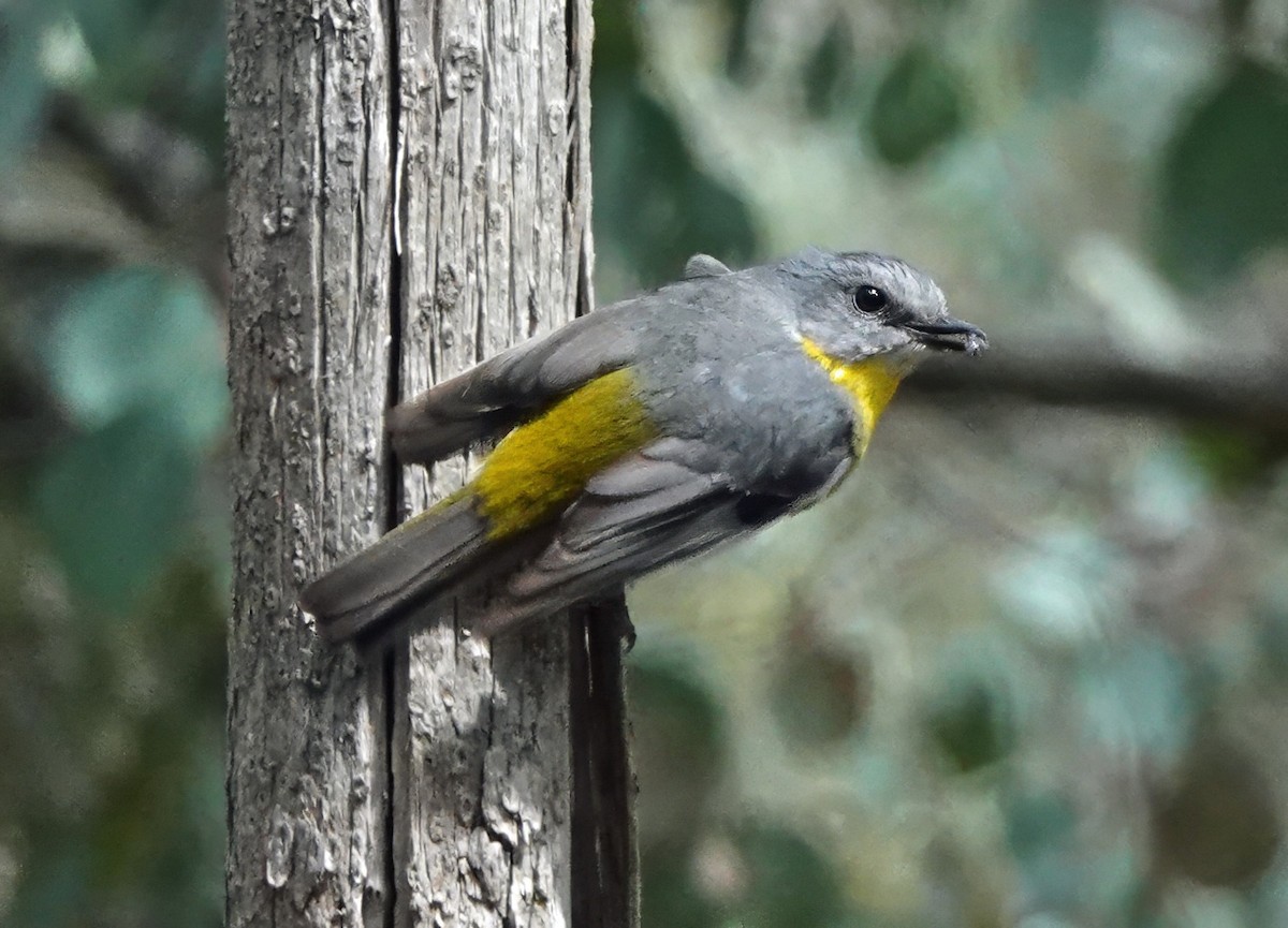 Doğulu Sarı Bülbül - ML645978502