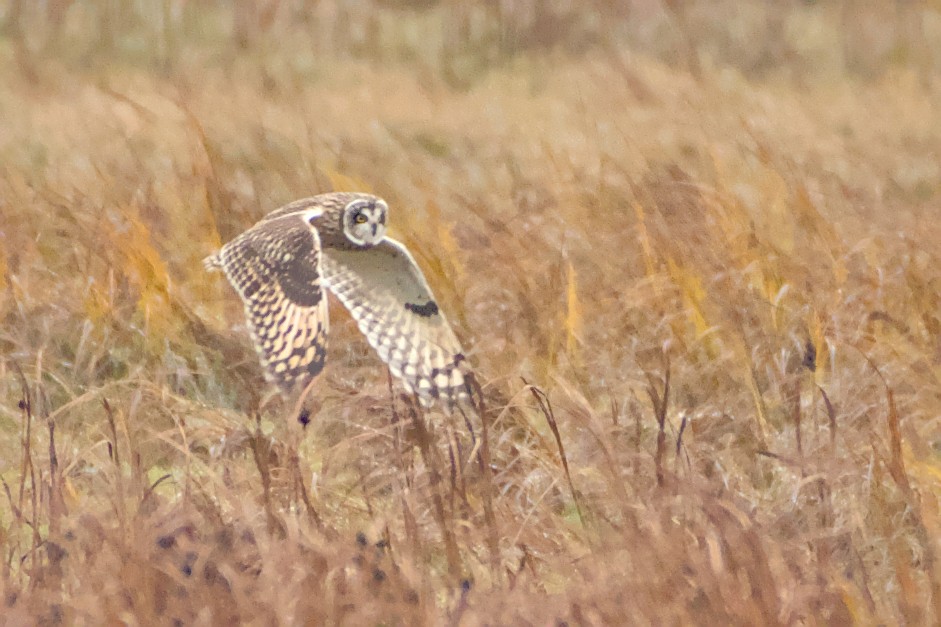 Short-eared Owl - ML645978531