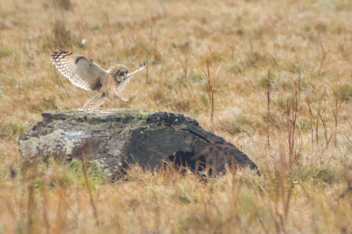 Short-eared Owl - ML645978532