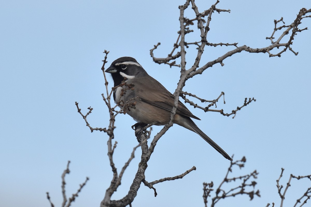 ノドグロヒメドリ - ML645978536