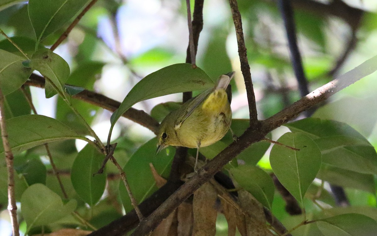 Orange-crowned Warbler - ML645978537