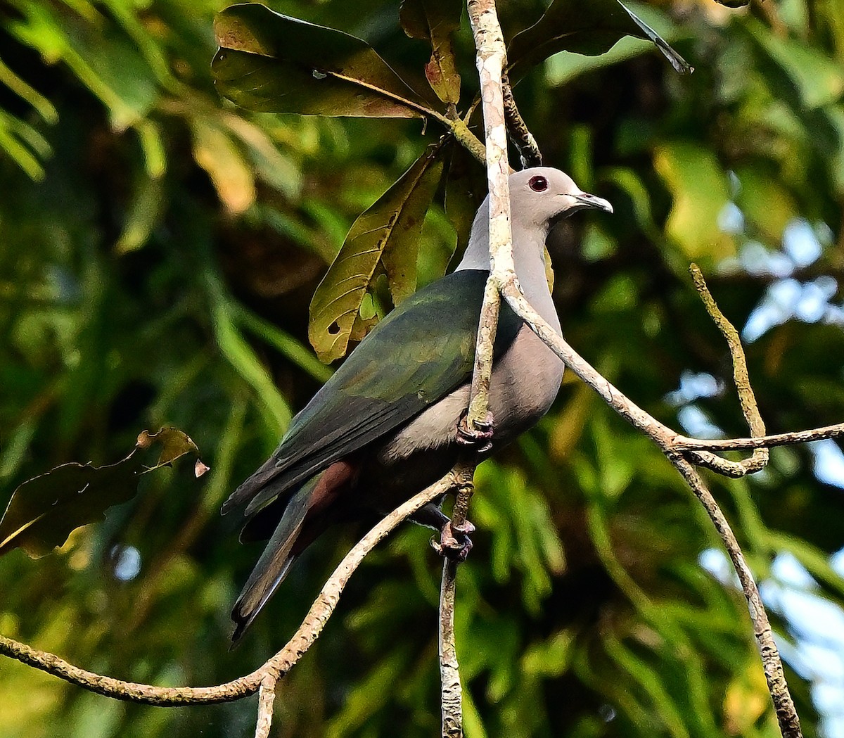 Бронзовый плодовый голубь - ML645978544