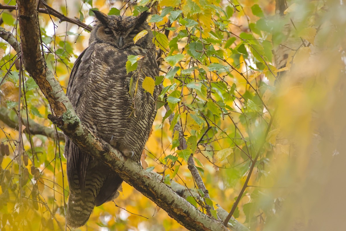 Great Horned Owl - ML645978550