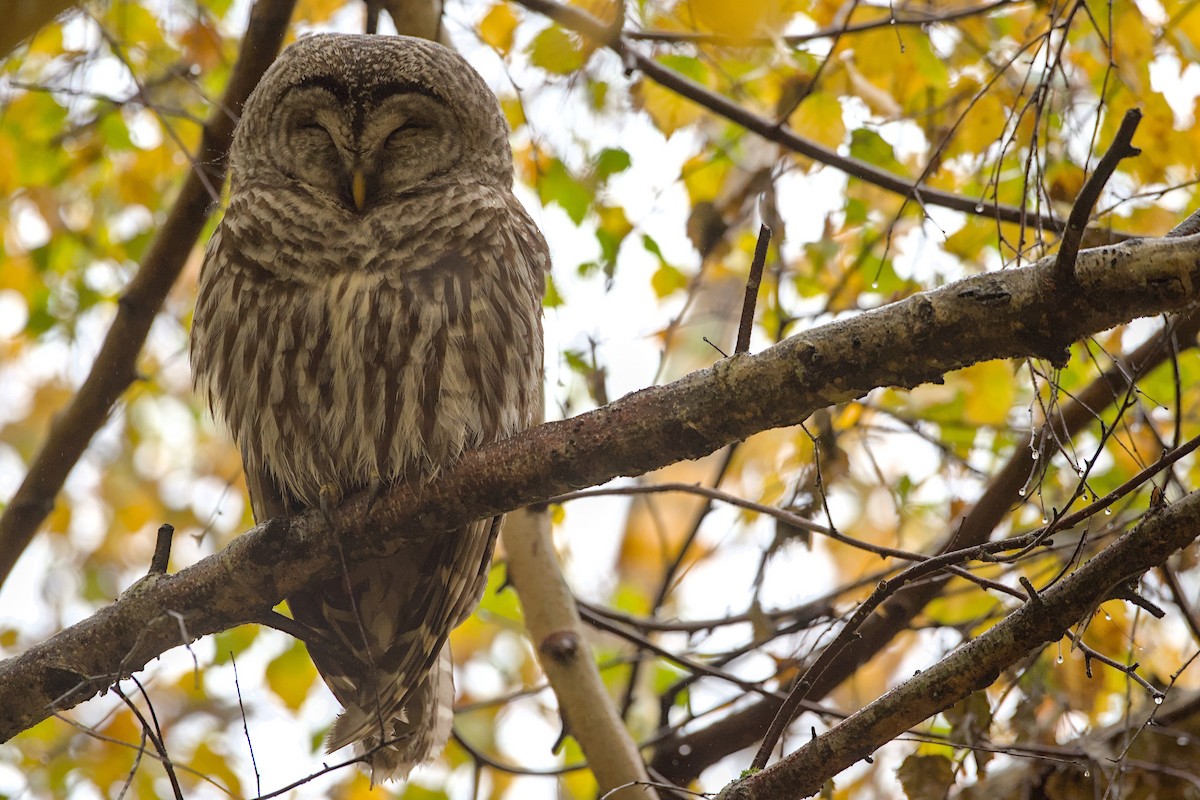 Barred Owl - ML645978563