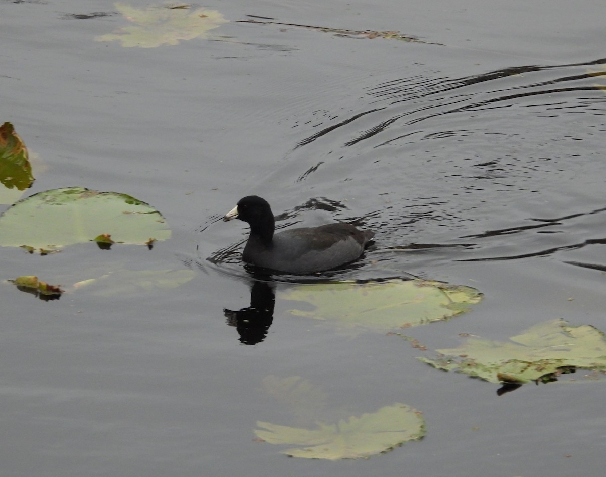 American Coot - ML645978572