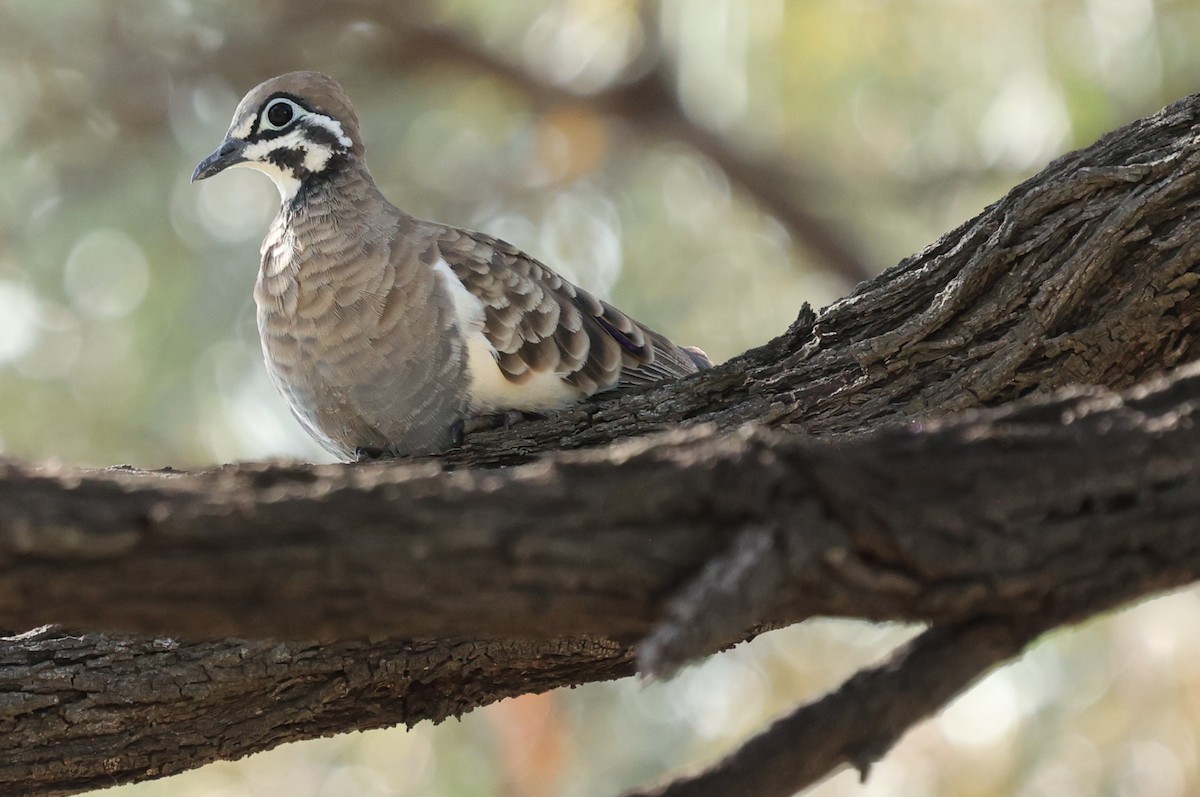 holub písmenkový - ML645978587