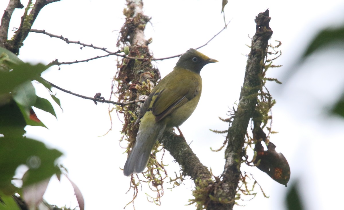 Gray-headed Bulbul - ML645978588