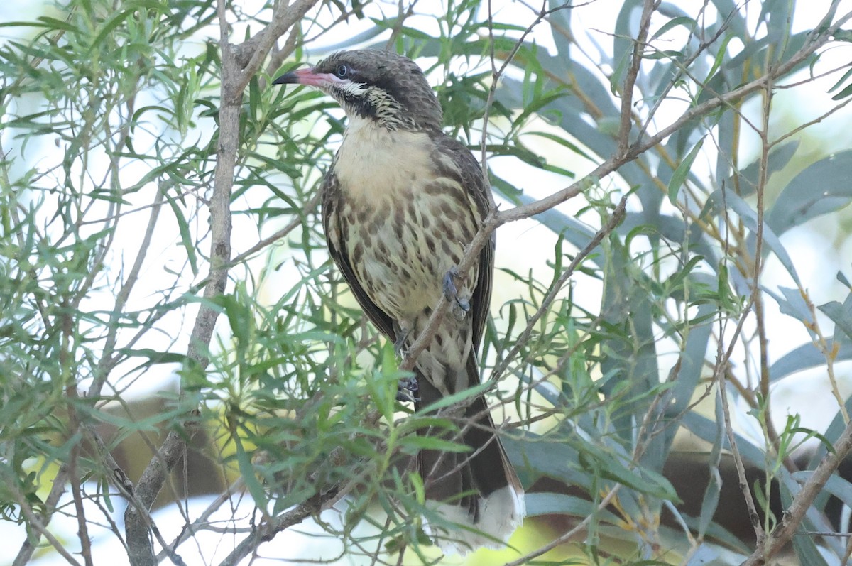 Diken Yanaklı Balkuşu - ML645978594