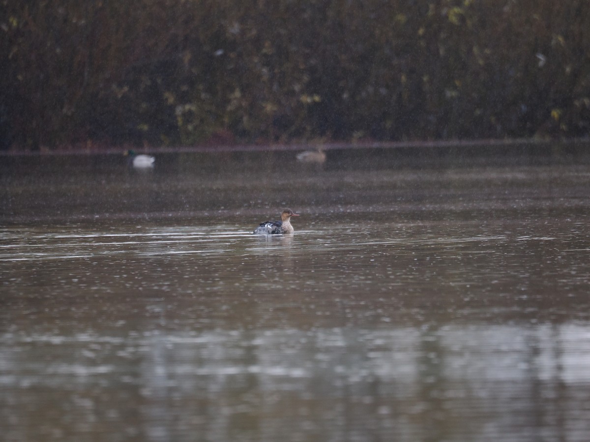 Red-breasted Merganser - ML645978595