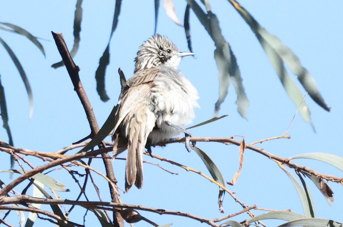 Striped Honeyeater - ML645978599