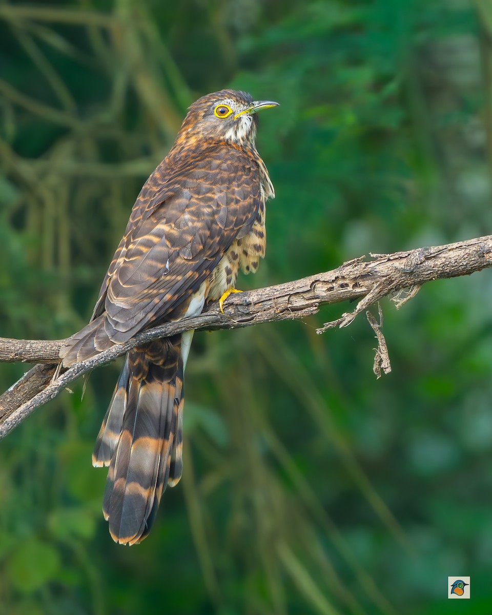 Large Hawk-Cuckoo - ML645978601