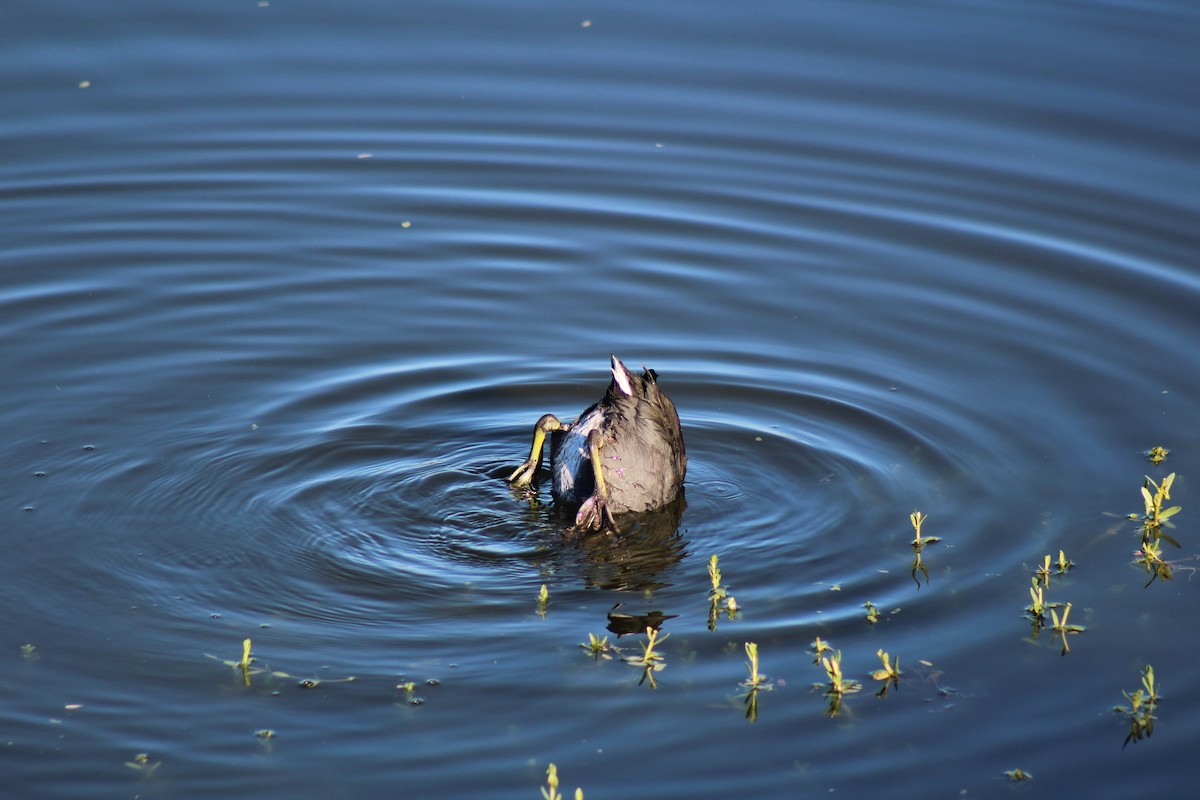 American Coot - ML645978613