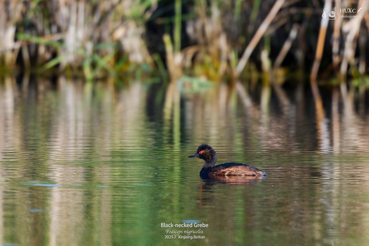 Eared Grebe - ML645978617