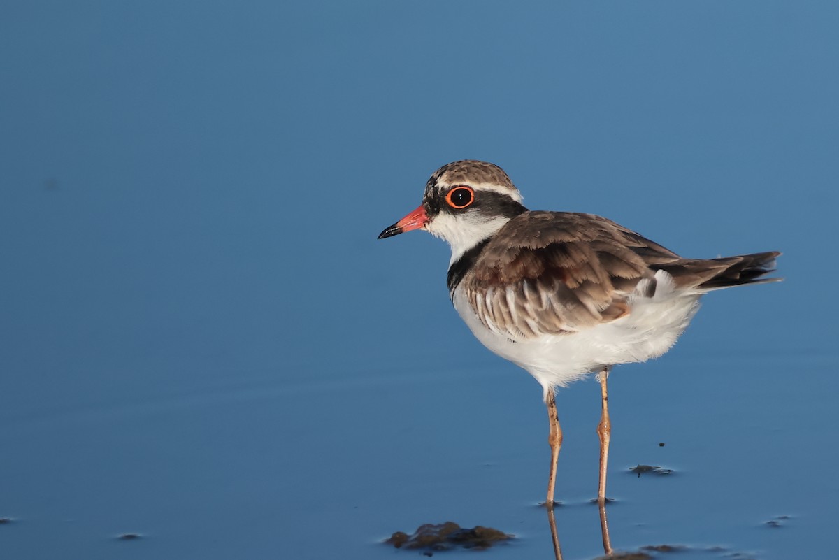 Black-fronted Dotterel - ML645978620