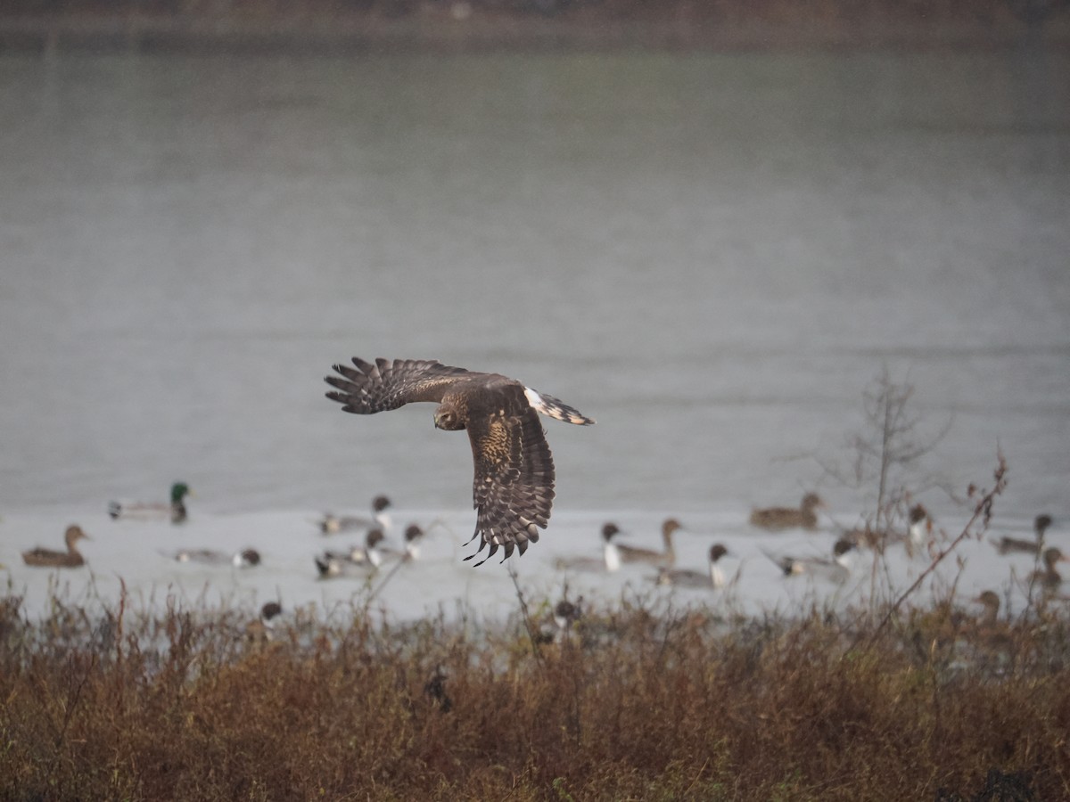 mørkmyrhauk - ML645978623