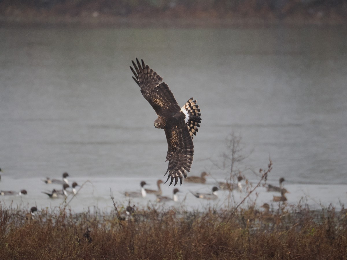 mørkmyrhauk - ML645978624