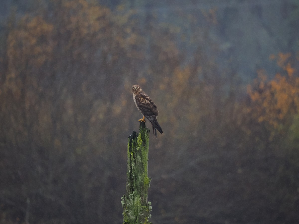 mørkmyrhauk - ML645978625