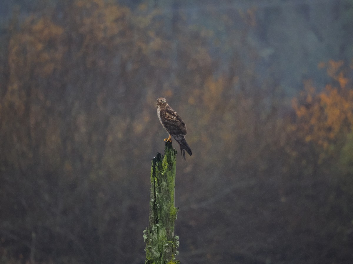 mørkmyrhauk - ML645978626