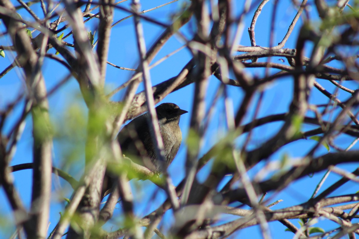 Red-winged Blackbird - ML645978627