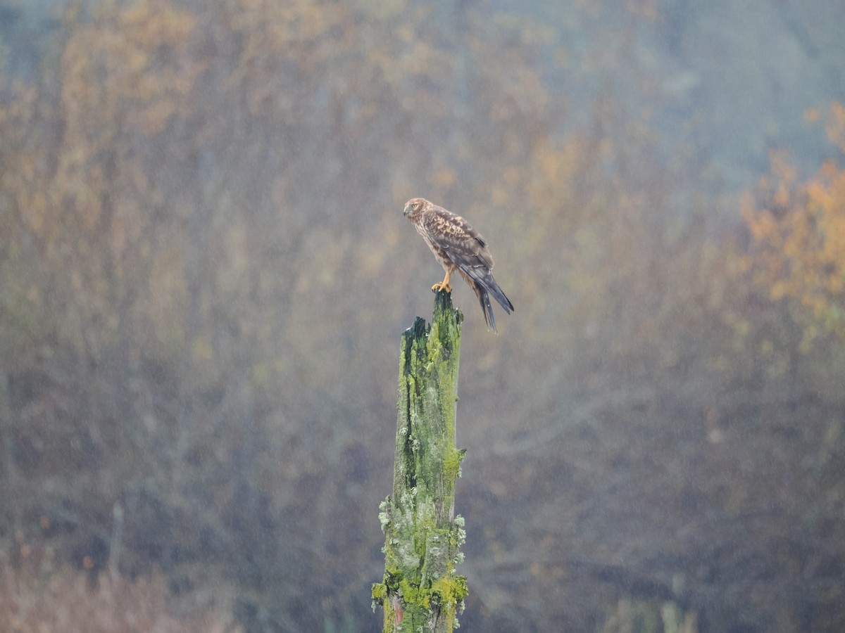 mørkmyrhauk - ML645978628