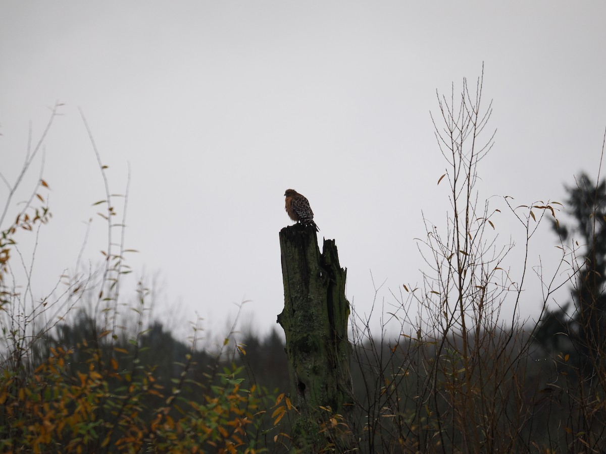 Red-shouldered Hawk - ML645978634