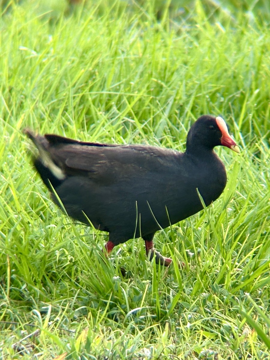 Dusky Moorhen - ML645978650