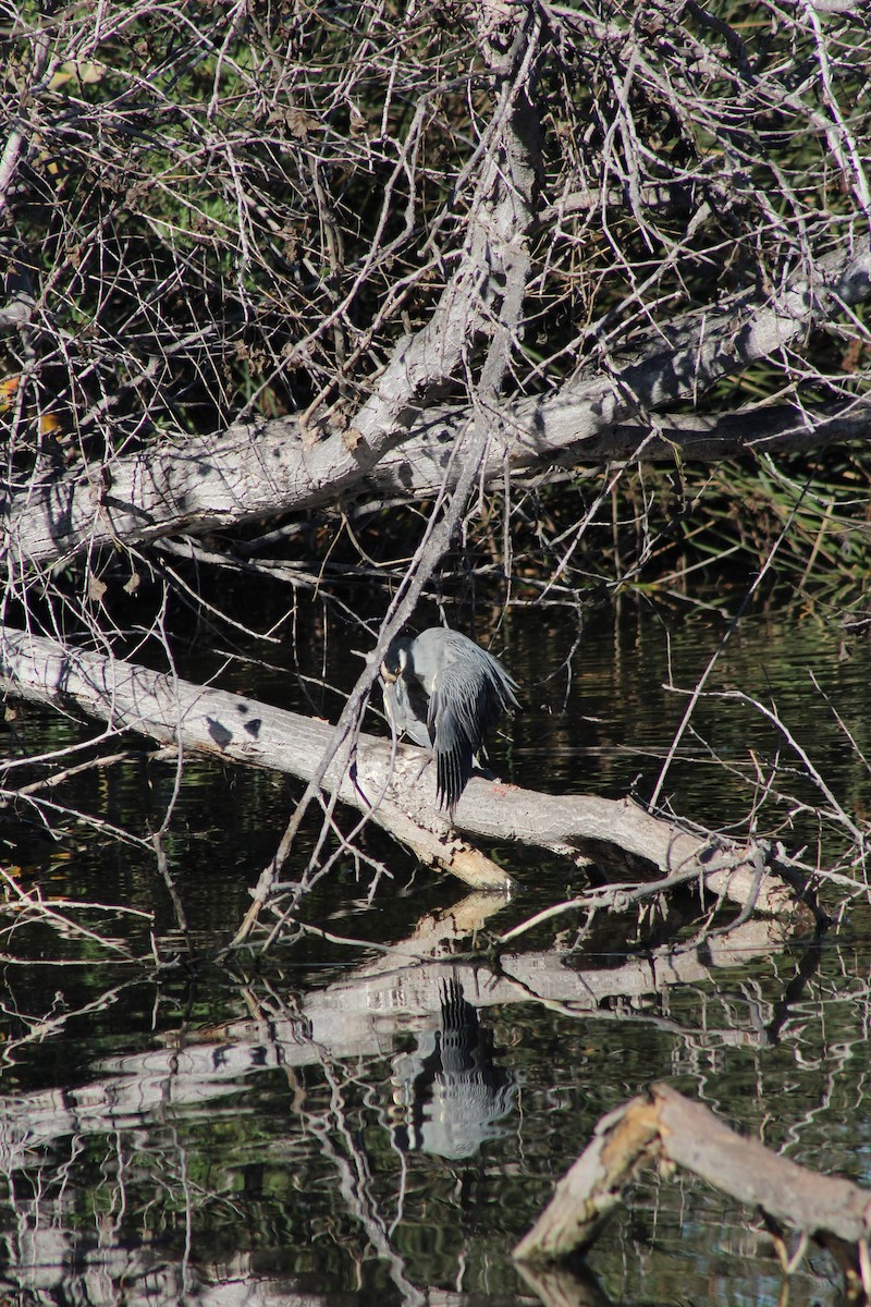 Квак чорногорлий - ML645978651