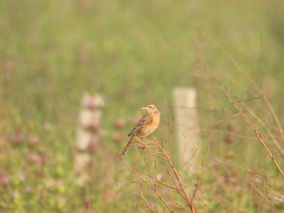 Richard's Pipit - ML645978654