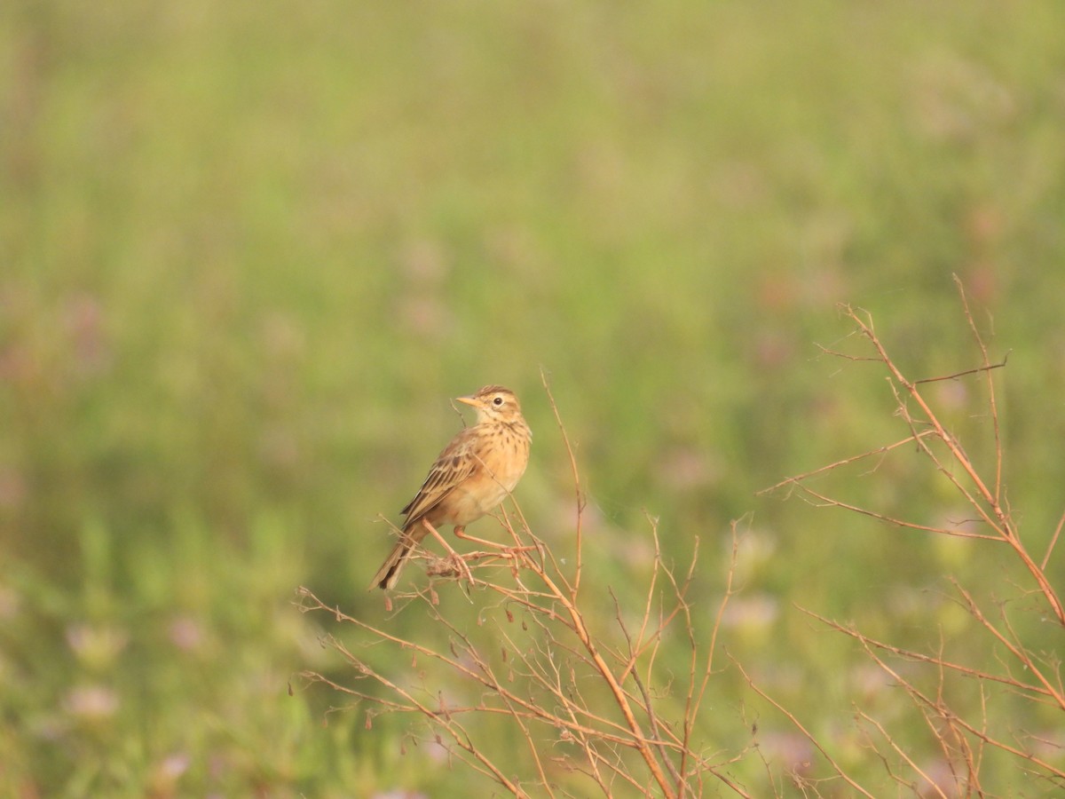 Richard's Pipit - ML645978655