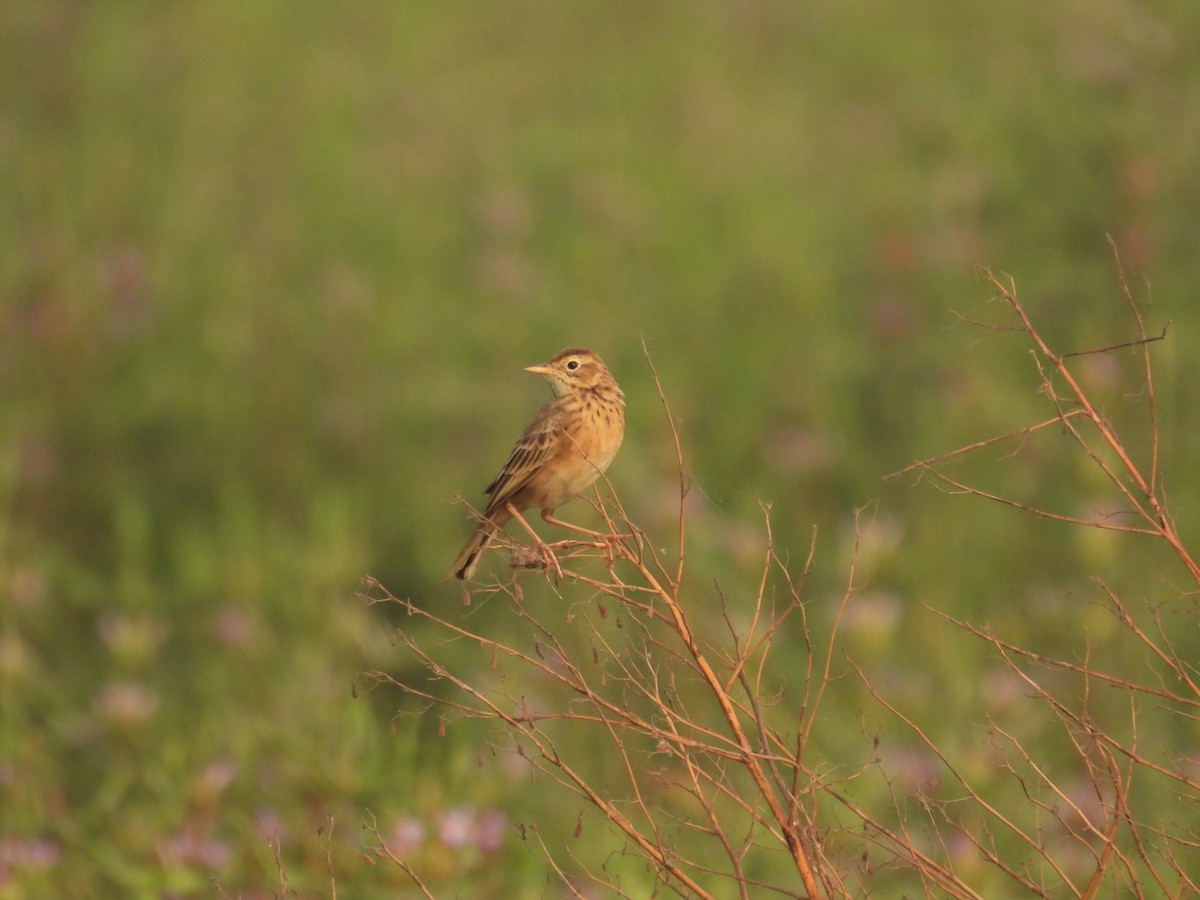 Richard's Pipit - ML645978656