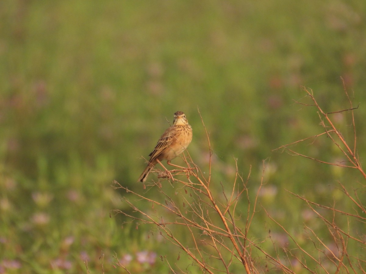 Richard's Pipit - ML645978657