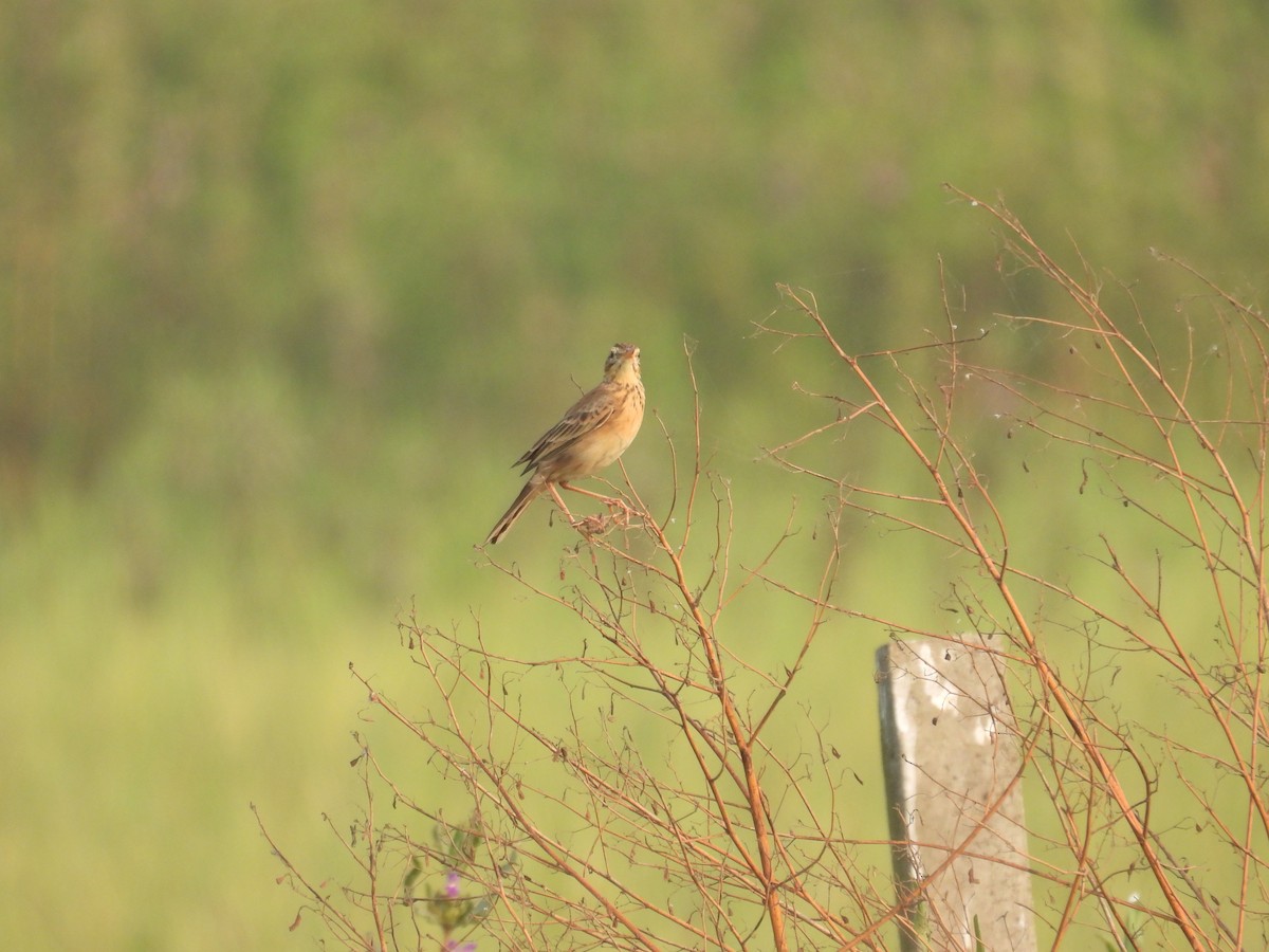 Richard's Pipit - ML645978658