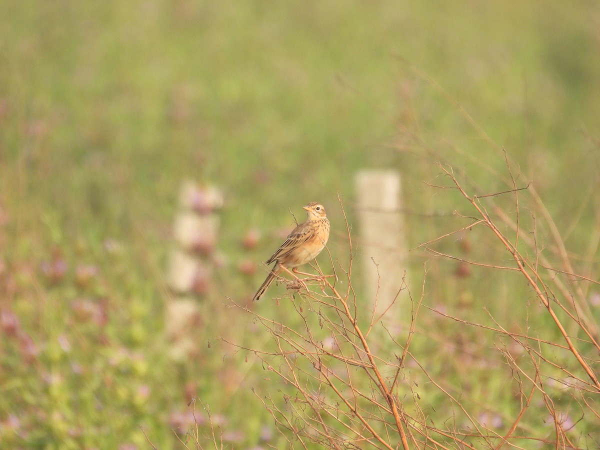 Richard's Pipit - ML645978659