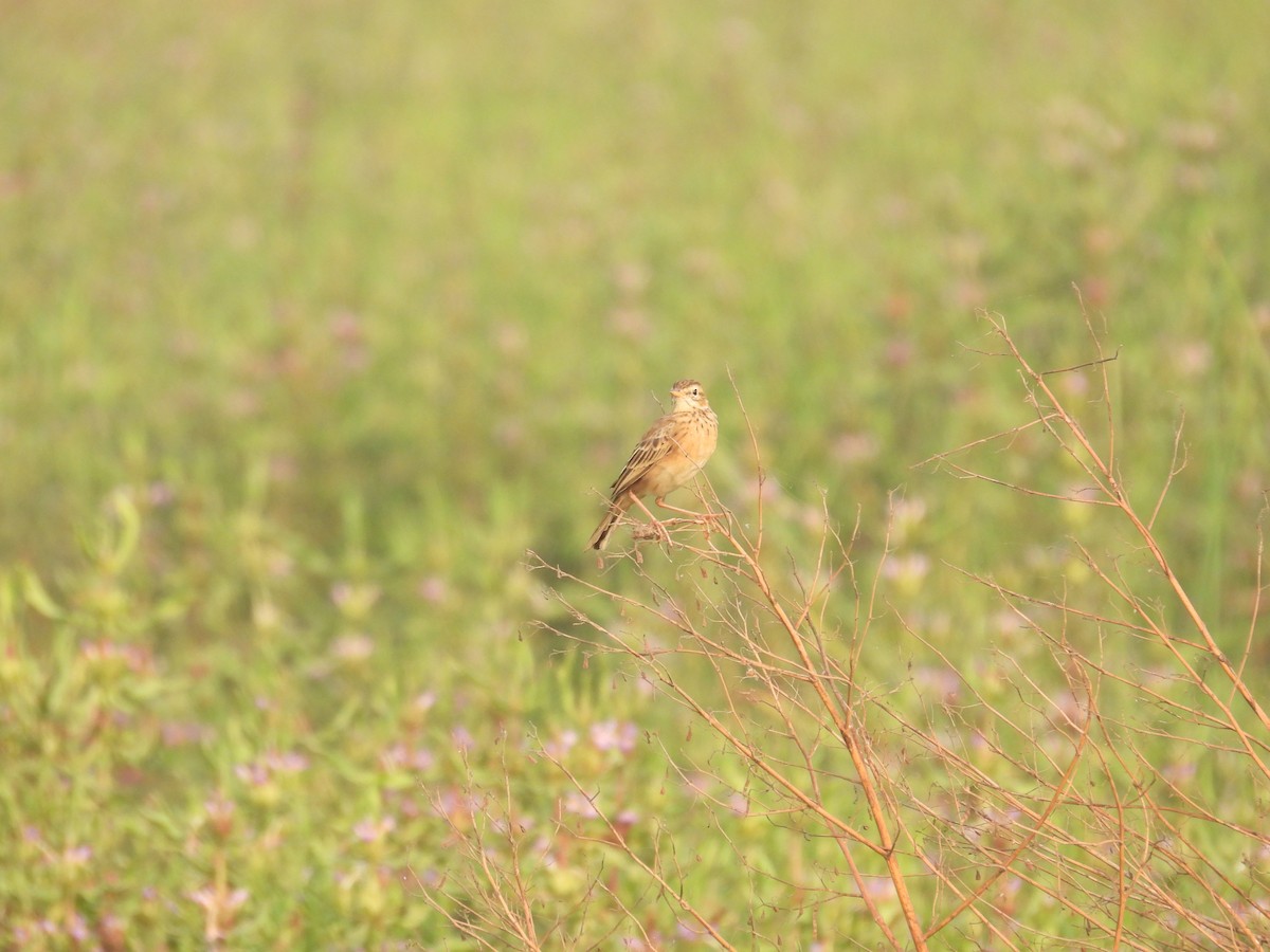 Richard's Pipit - ML645978660