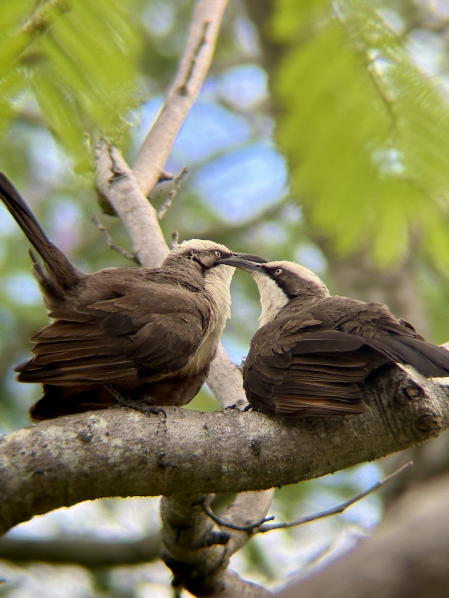 オーストラリアマルハシ - ML645978661