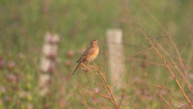 Richard's Pipit - ML645978665