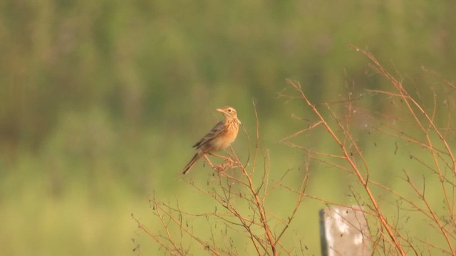 Richard's Pipit - ML645978667