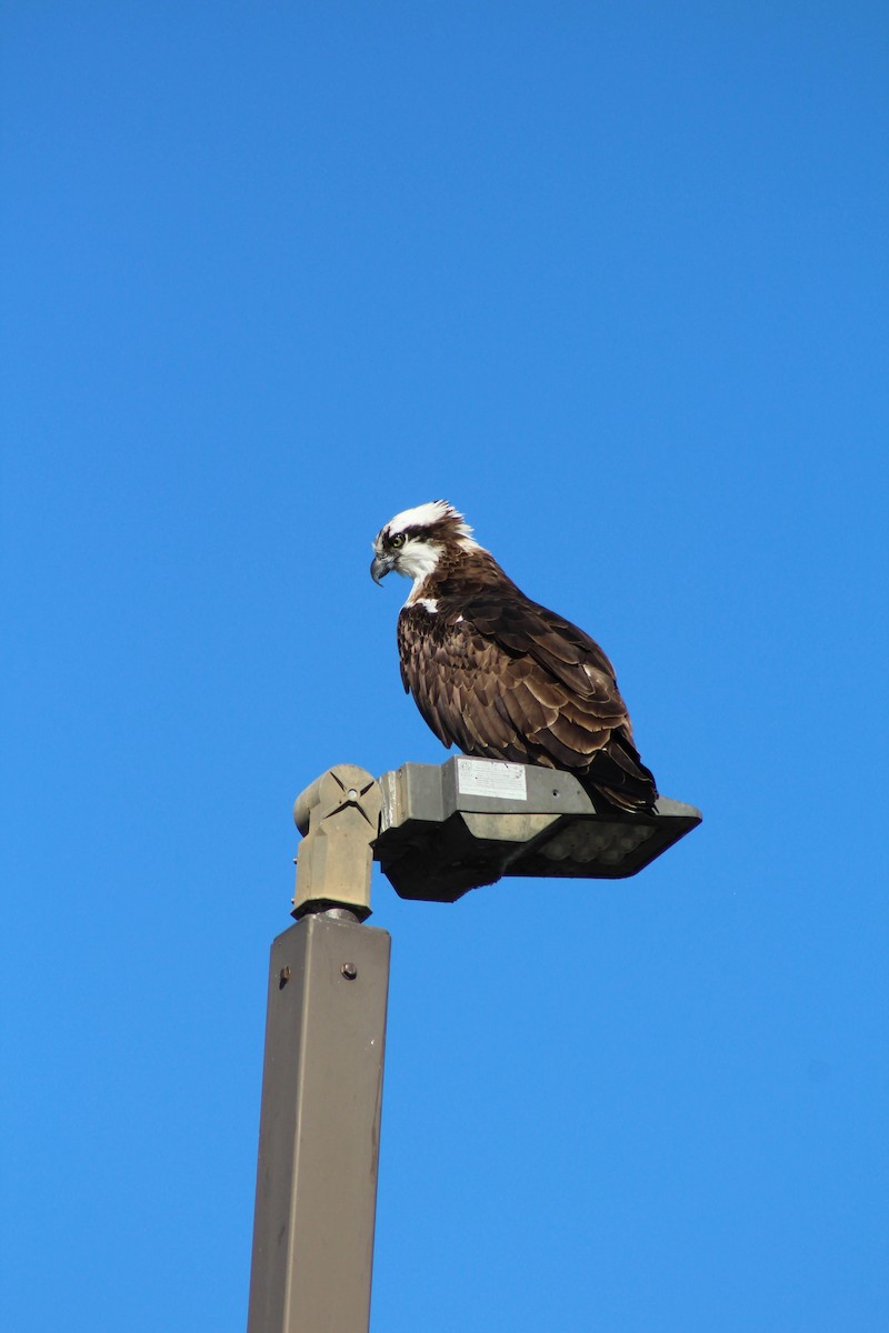 Osprey - ML645978669