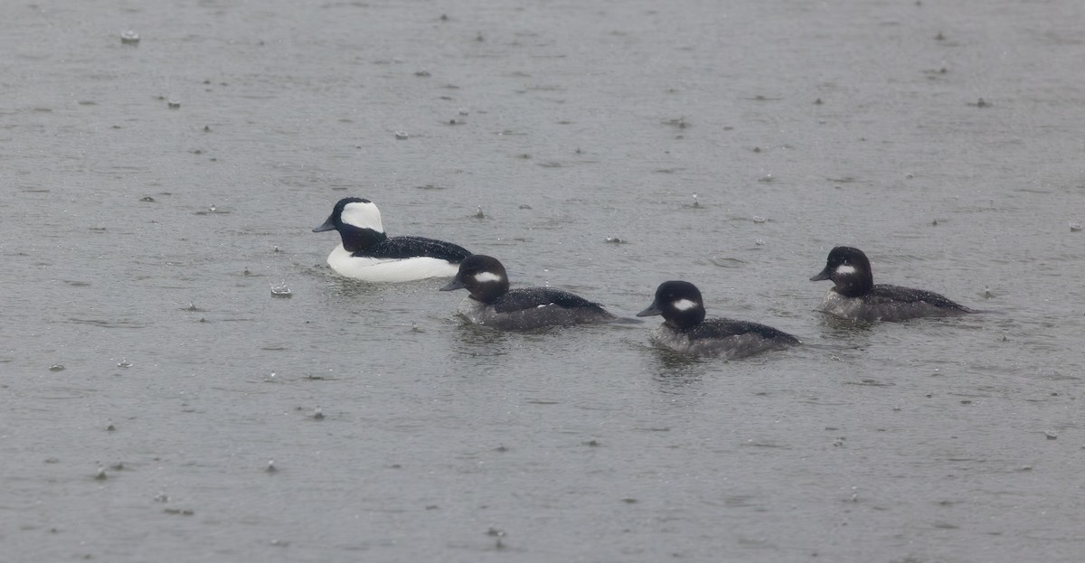 Bufflehead - ML645978672