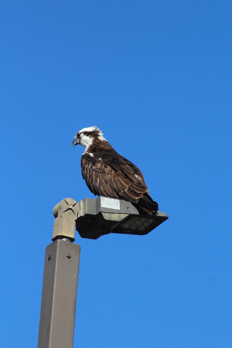 Osprey - ML645978675