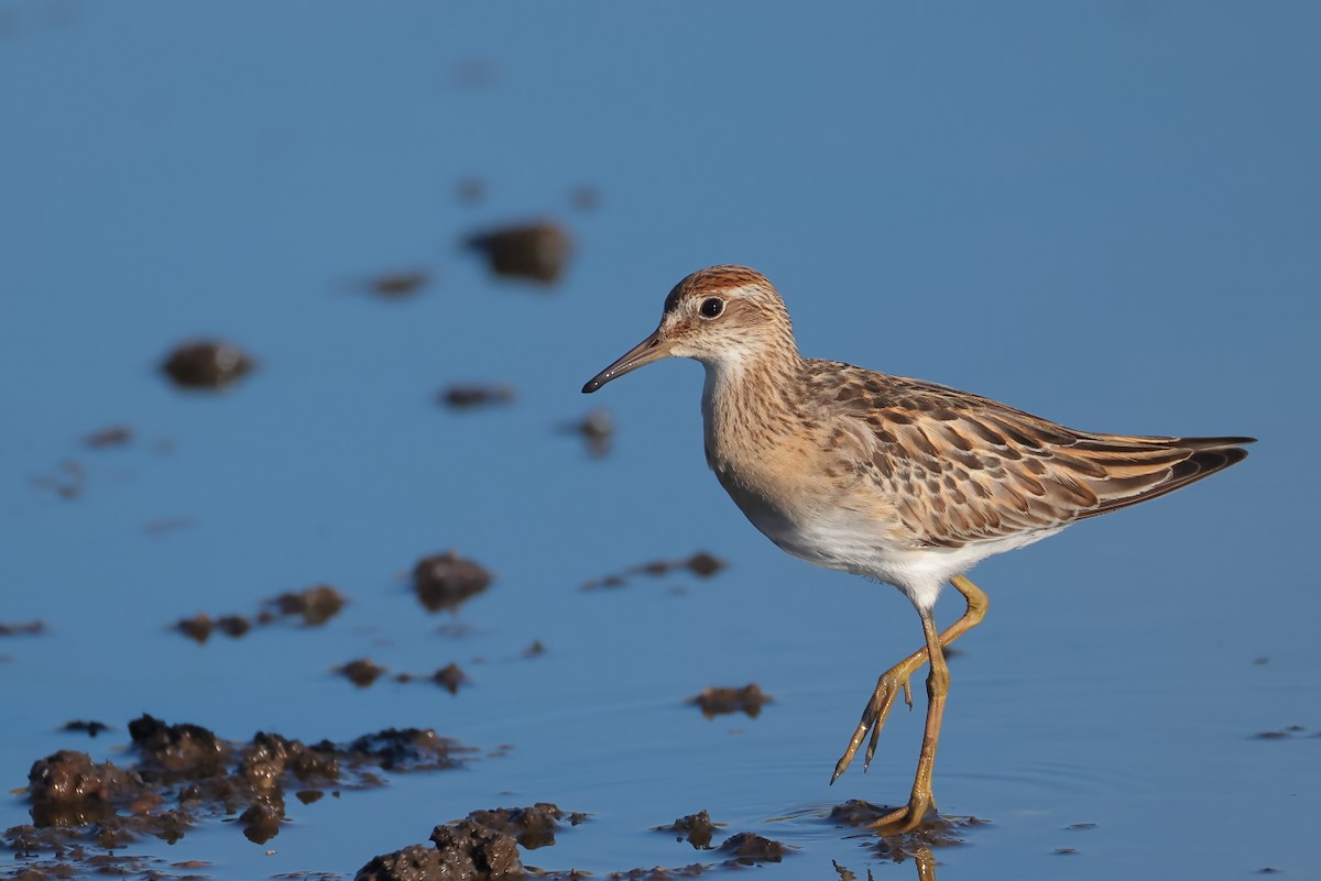 Sharp-tailed Sandpiper - ML645978678