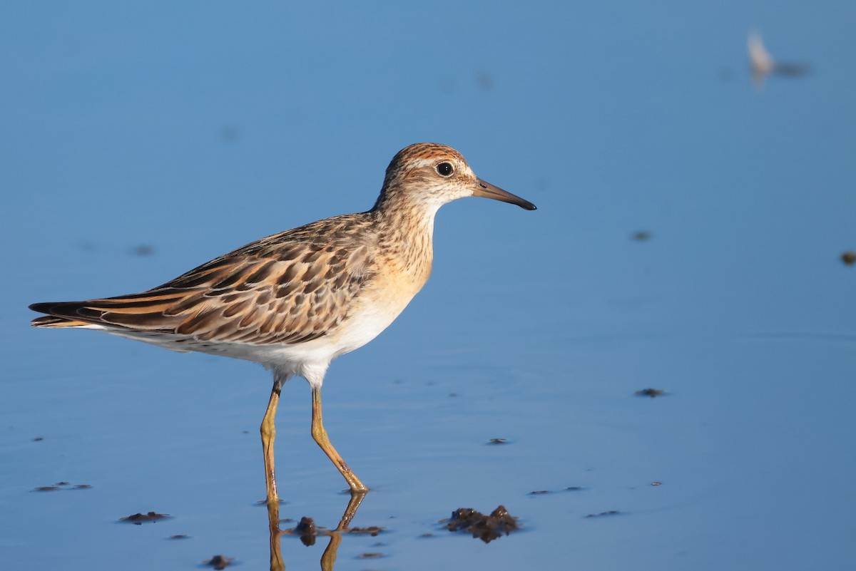 Sharp-tailed Sandpiper - ML645978679