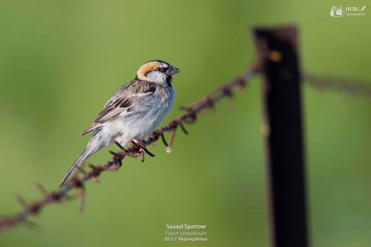 Saxaul Sparrow - ML645978682