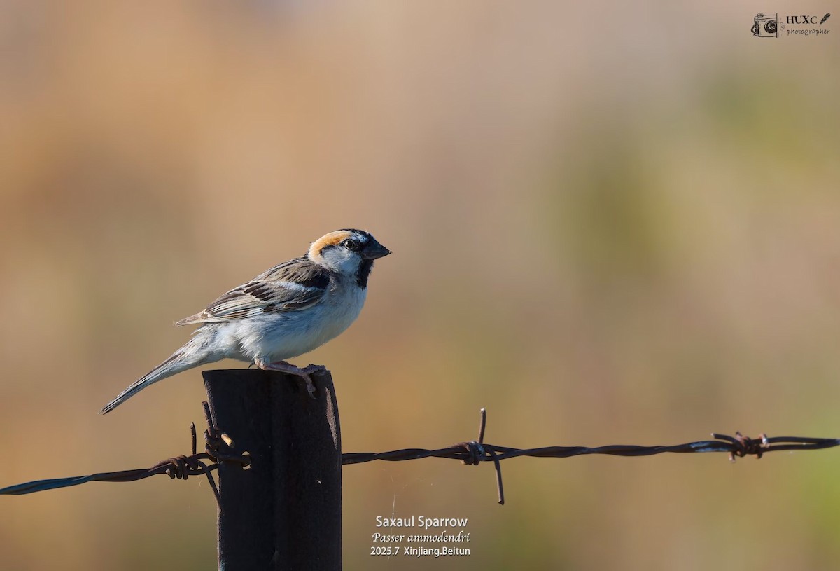 Saxaul Sparrow - ML645978683