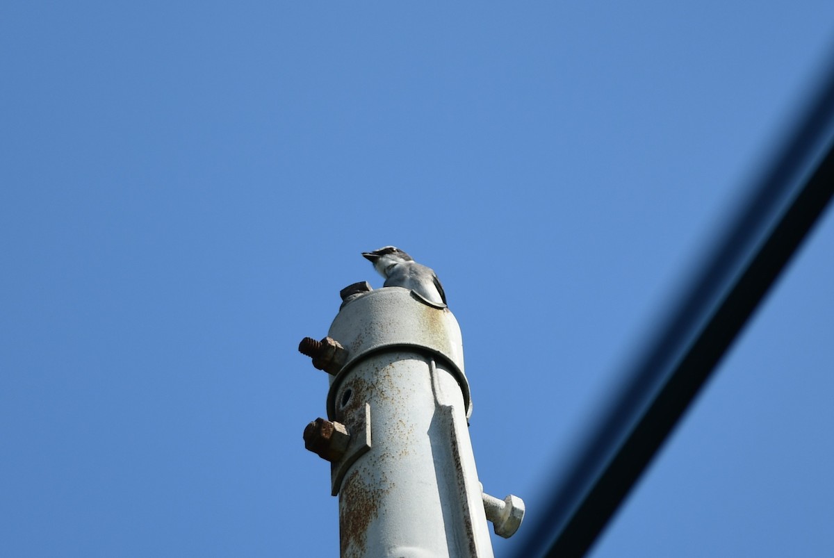 Ryukyu Minivet - ML645978687